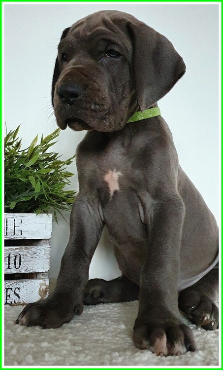 Litter Q 6 weeks